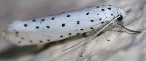 Yponomeuta sp.